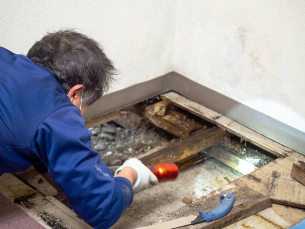 Best Preventive Mold Services in Balch Springs, TX