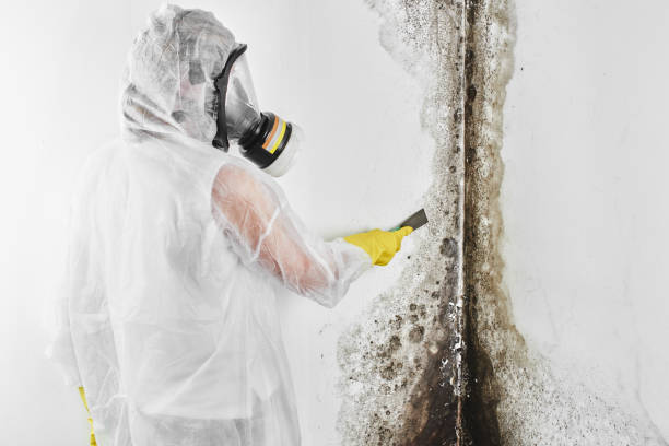 Trusted Balch Springs, TX Mold Remediation Experts