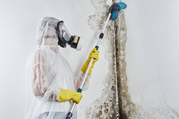 Best Mold Testing and Inspection Services in Balch Springs, TX