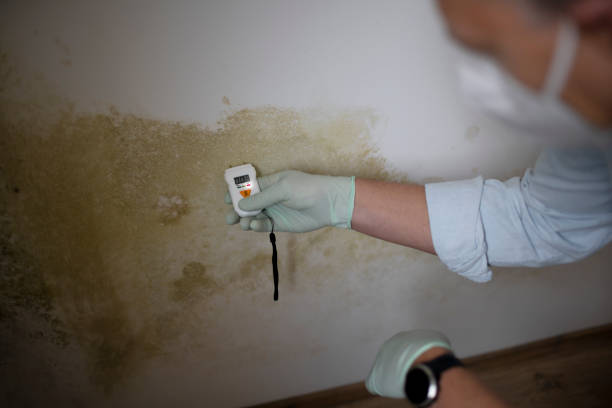 Best Health and Safety Mold Remediation in Balch Springs, TX