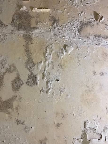 Best Residential Mold Remediation in Balch Springs, TX