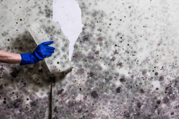Best Residential Mold Remediation in Balch Springs, TX