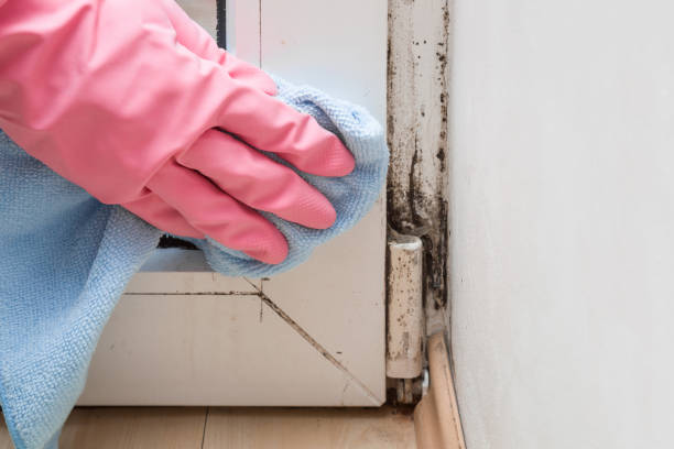 Best Basement Mold Remediation in Balch Springs, TX