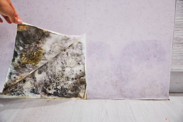 Best Attic Mold Remediation in Balch Springs, TX